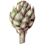 Artichoke