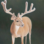 Bent Eared Buck - Mule Deer