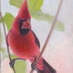 Northern Cardinal
