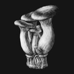 King Trumpet Mushrooms