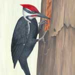 Pileated Woodpecker