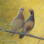 Quail Pair