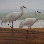Misty Morning Walk - Sandhill Cranes