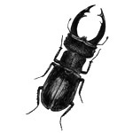 Stag Beetle