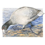 Coot in the Muck