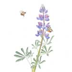 Arroyo Lupine with Red-legged Bumblebees