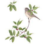 California Coffeeberry with Dark-eyed Junco