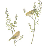Coyote Brush with Ruby-crowned Kinglets