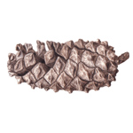 Pine Cone