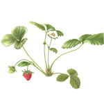 Sequoia Strawberry