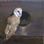 Not Quite Ready To Fly - Barn Owls