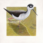 Black-necked Stilt