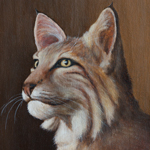 Bobcat Portrait