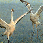 Crane Dance - Sandhill Cranes