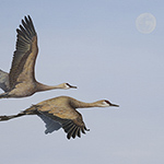 And the Cranes Flew Under the Moon