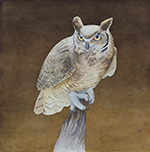 Ready To Pounce - Great Horned Owl