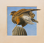 Saguaro Landing