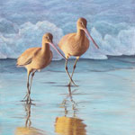 Marbled Godwits