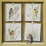 The Marsh Bird Quartet - Song Sparrow, Common Yellowthroat, Marsh Wren, Savannah Sparrow