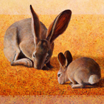 Mojave Rabbits