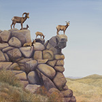 Precarious - Desert Bighorn Sheep