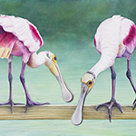 What's Down There? - Spoonbills