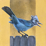 The Poet - Stellar's Jay